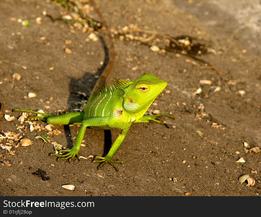 A Chameleon is looking curiously at the camera, posing well for a fine shot. In the hue of the setting sun, the chameleons green color gets a golden tinge. The Chameleon is one of the organisms that change color to camouflage themselves; a protective mechanism. A Chameleon is looking curiously at the camera, posing well for a fine shot. In the hue of the setting sun, the chameleons green color gets a golden tinge. The Chameleon is one of the organisms that change color to camouflage themselves; a protective mechanism.