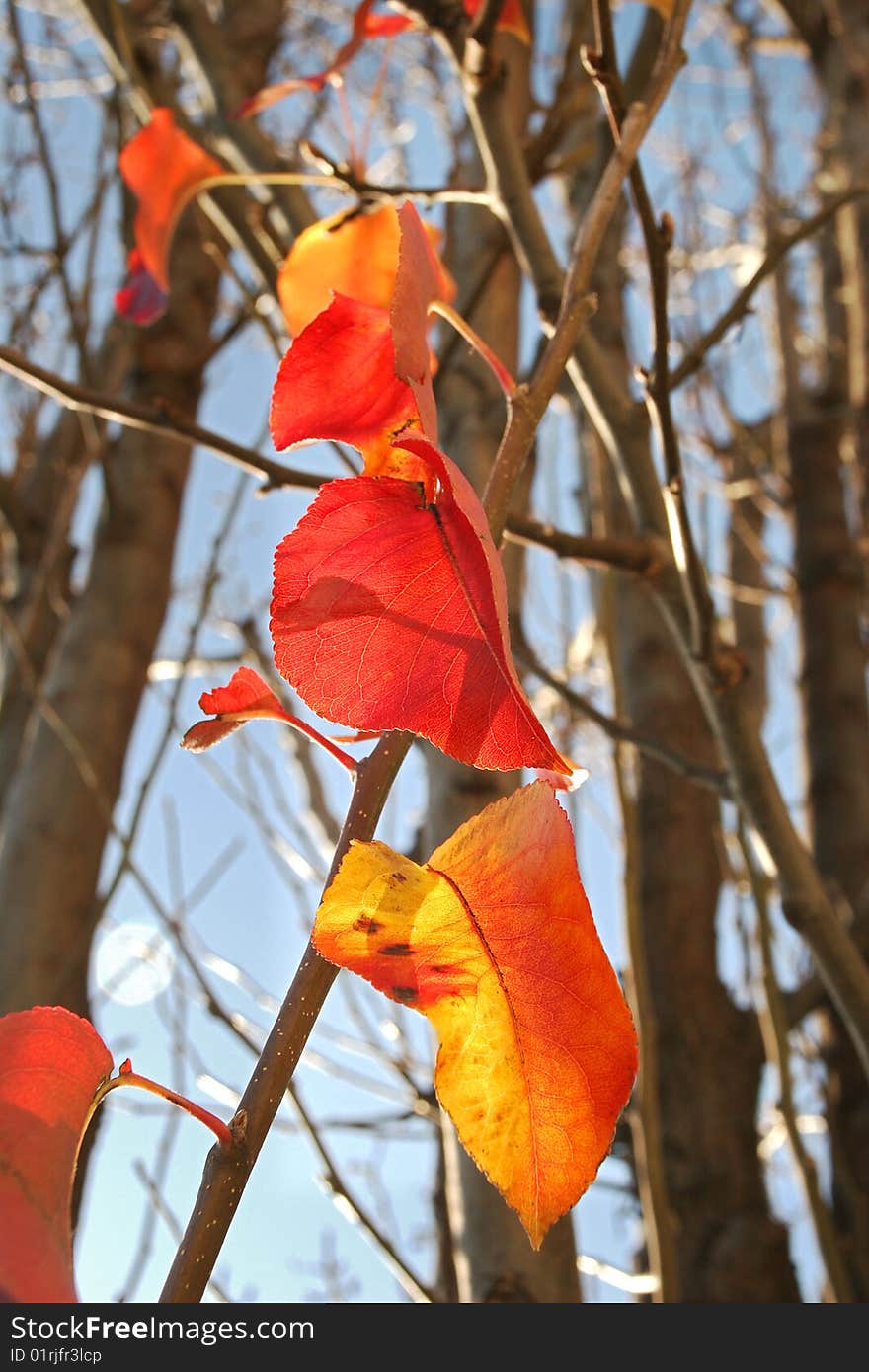 Close-up photography of yellow and red leafs. Close-up photography of yellow and red leafs.