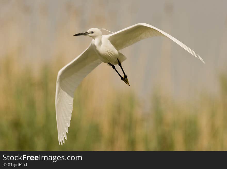 Little egret (Egretta Garzetta) on the fly