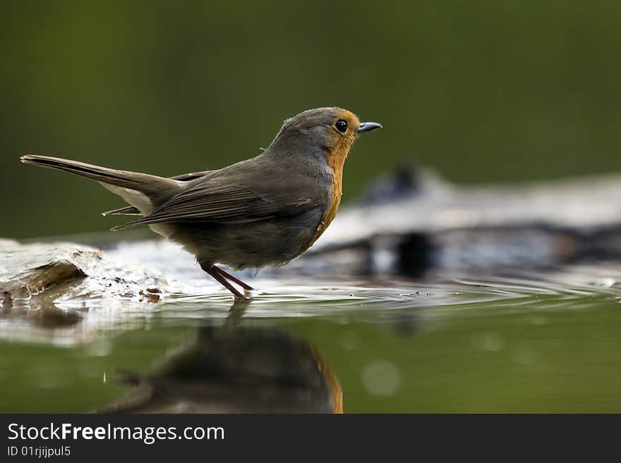 Erithacus rubecula, redbreast on the water. Erithacus rubecula, redbreast on the water