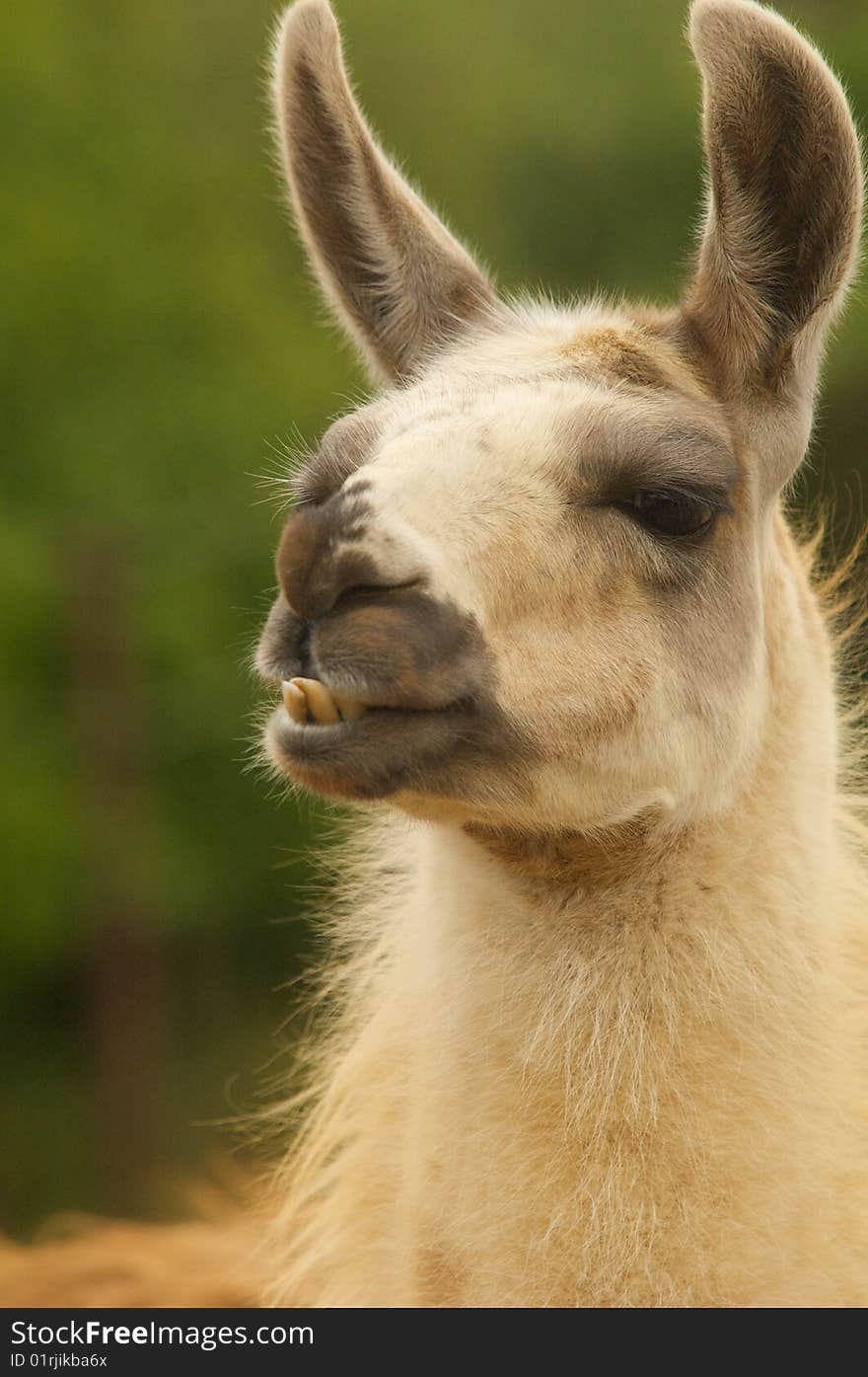 Llama staring at passers by. Llama staring at passers by.