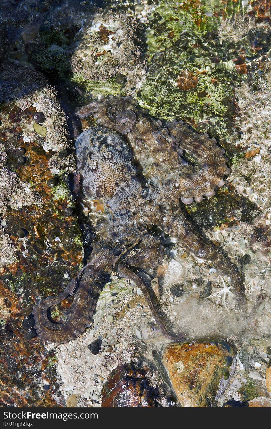 An Octopus In A Rock Pool