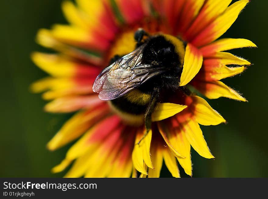 Big Bumblebee On Red Yellow Flower