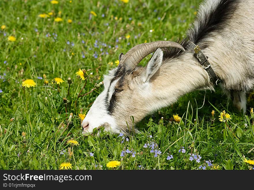 Nanny goat grazes in the green field