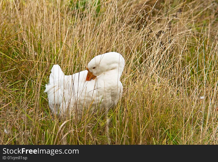 White goose in grass