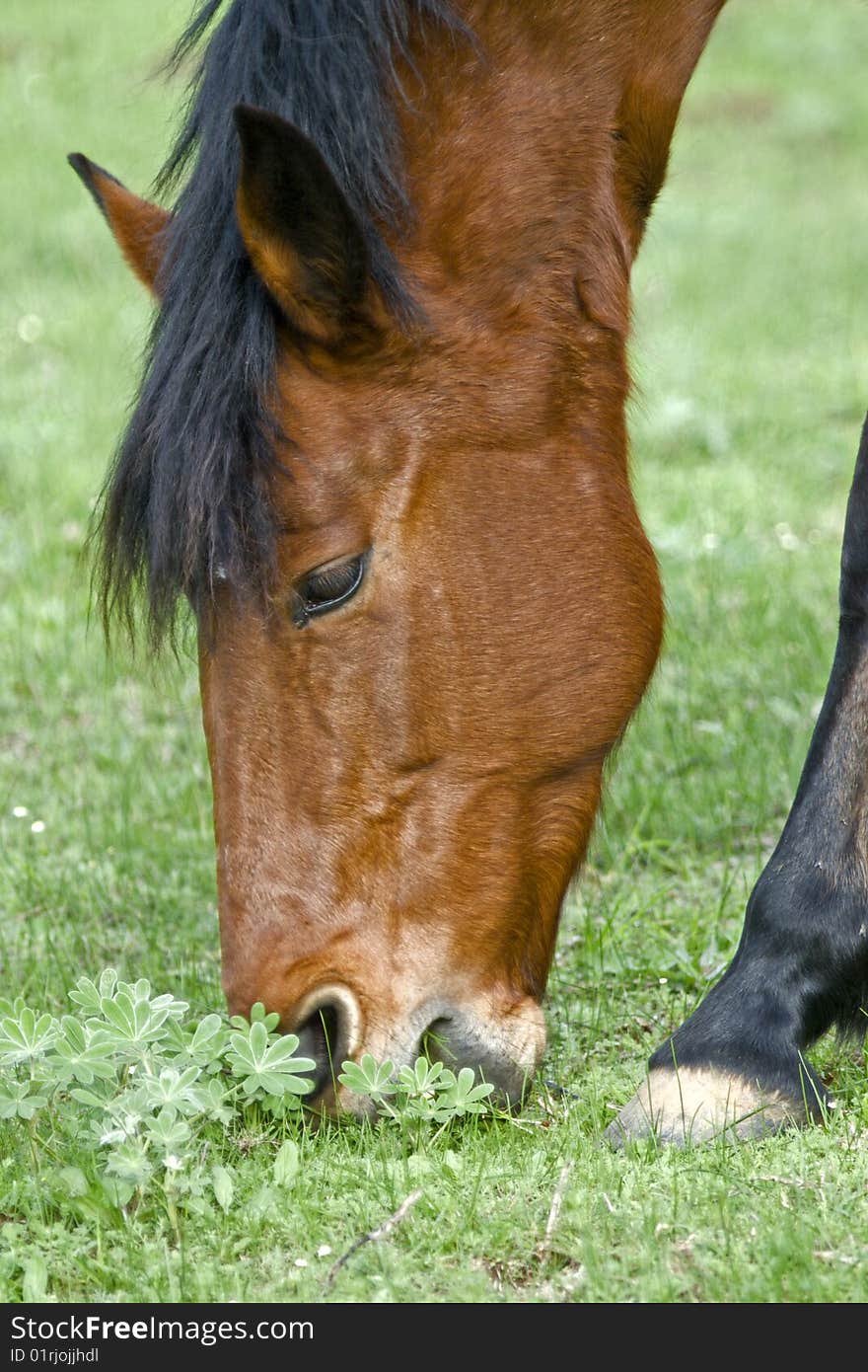 A brown horse feeding in a field of clover