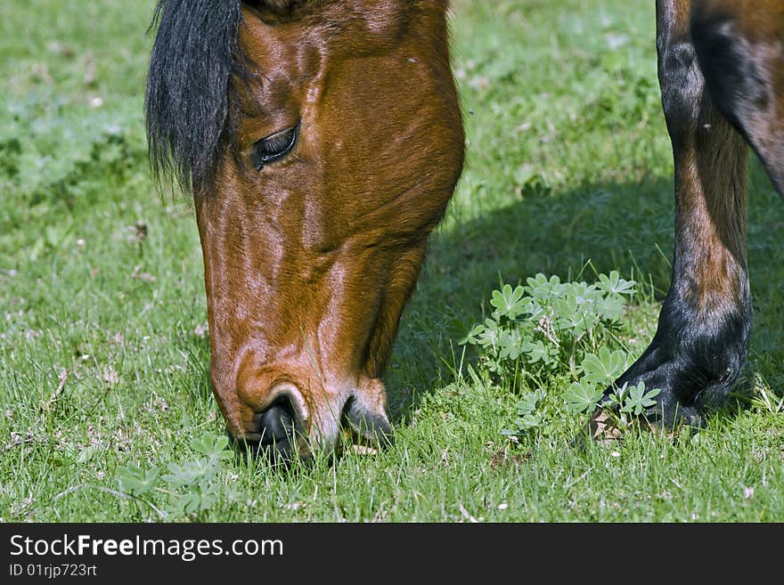 A brown horse feeding in a field of clover