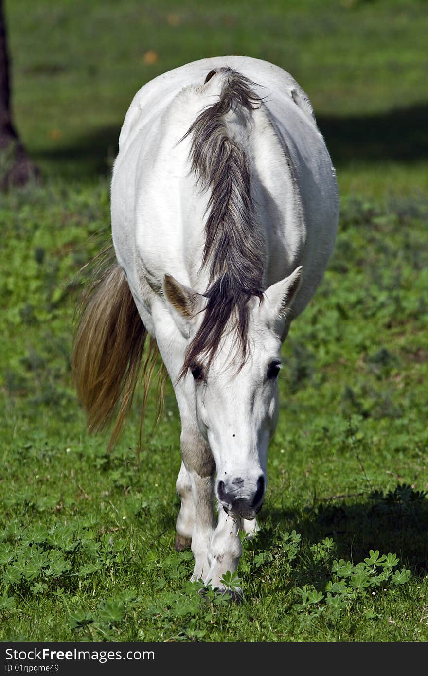 A white horse grazing in clover