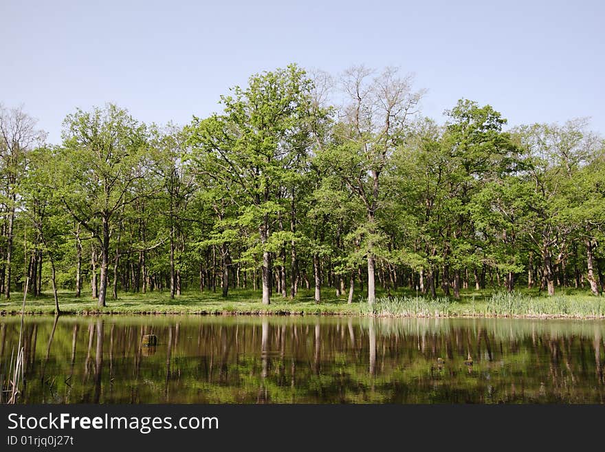 Little lake in the oak forest. Little lake in the oak forest.