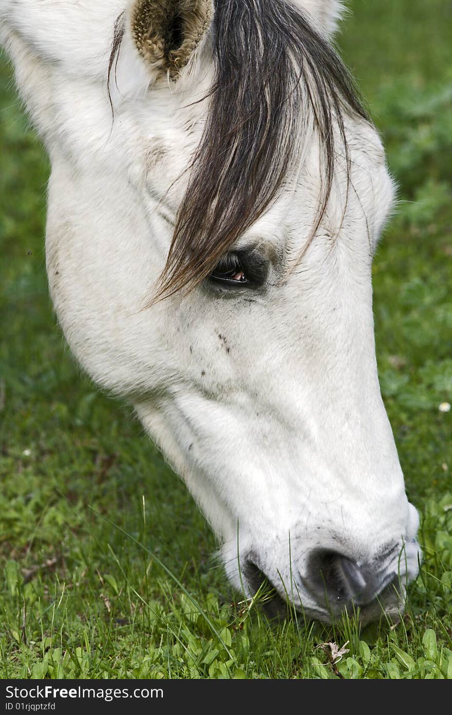 A white horse grazing in clover