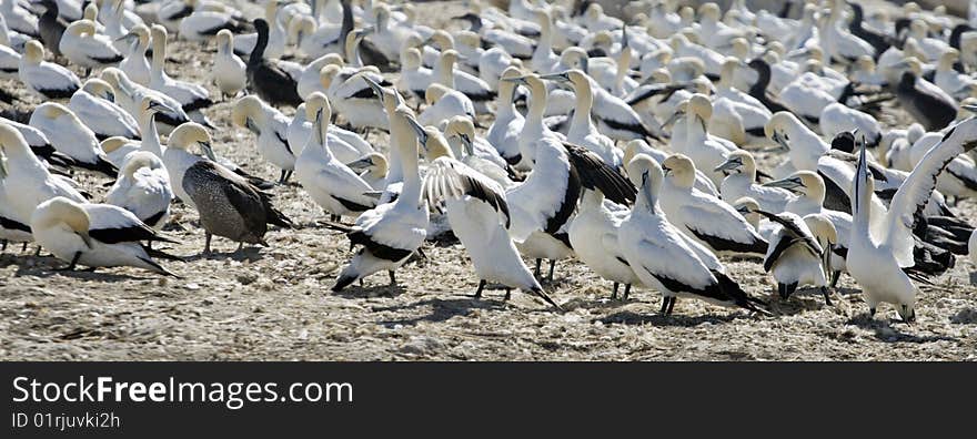 Cape Gannets Morus capensis at the colony at Lambert's Bay, on the West Coast of South Africa. Cape Gannets Morus capensis at the colony at Lambert's Bay, on the West Coast of South Africa.