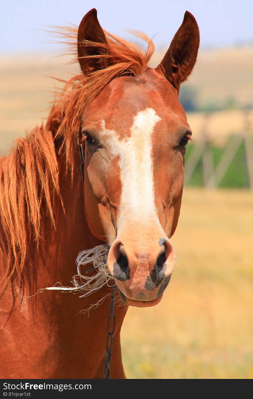 Close up of the horse head