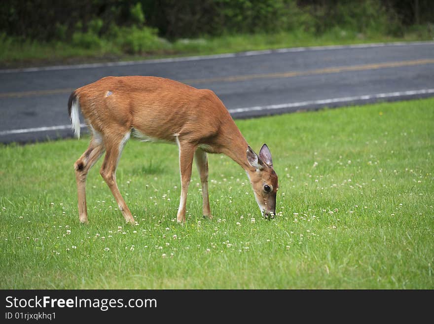 White-tailed deer (Odocoileus virginianus) feeding along the side of the road in a meadow in June in Upper New York State