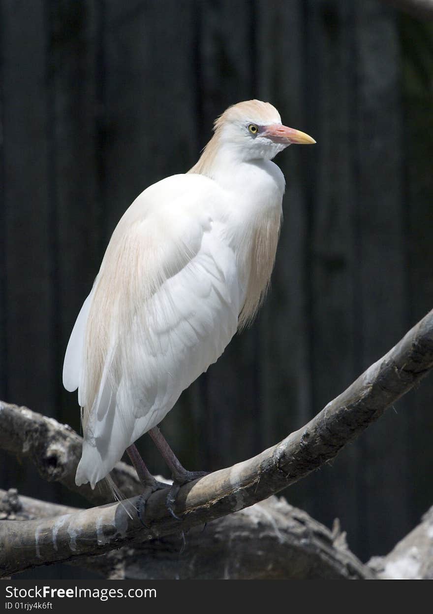 A cattle egret Bubulcus ibis