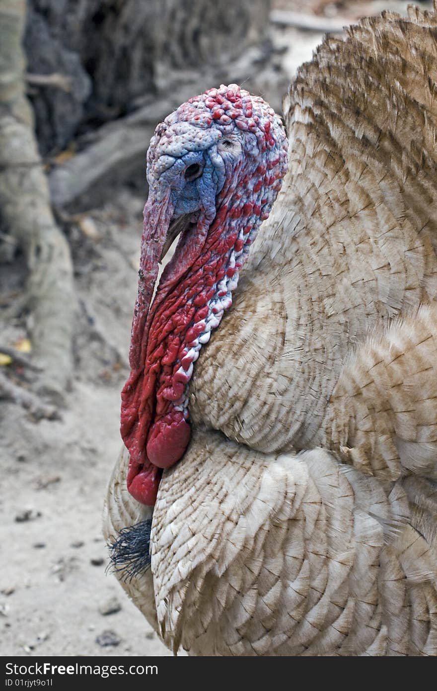 A turkey on a poultry farm in South Africa. A turkey on a poultry farm in South Africa