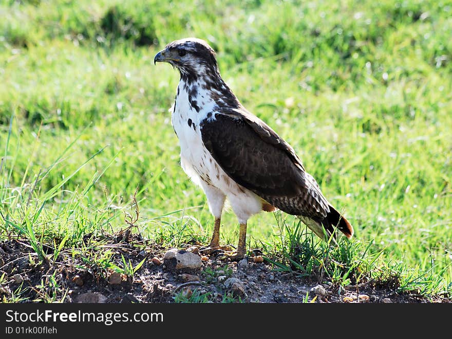 African Buzzard