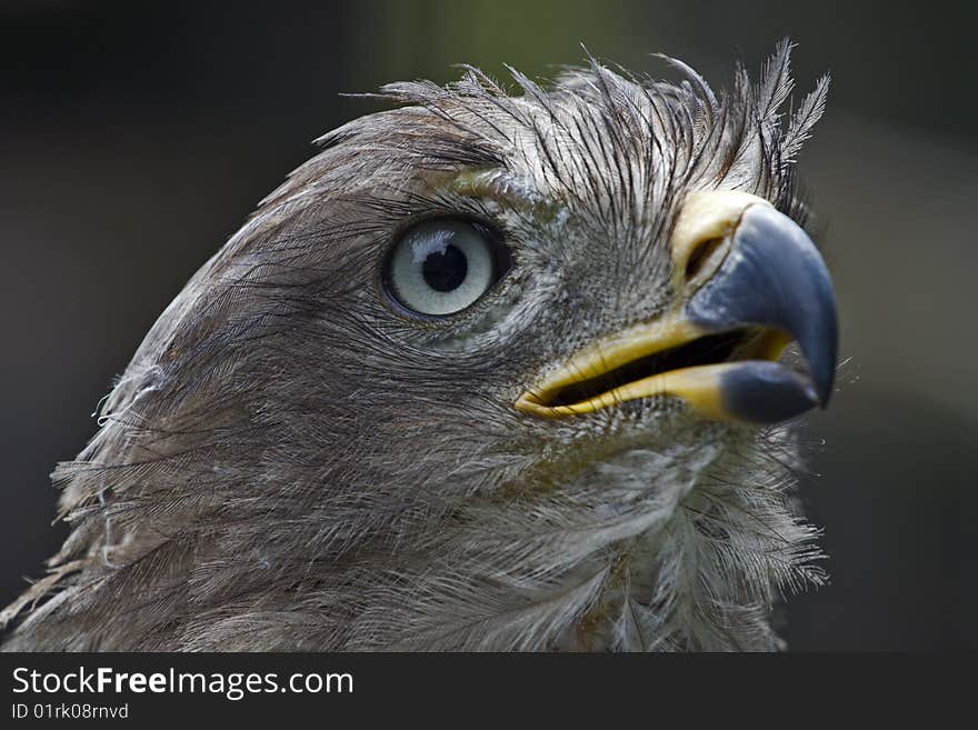 Jackal buzzard of Southern Africa is a bird of prey