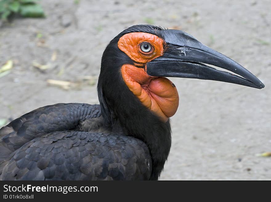 Southern African Hornbill