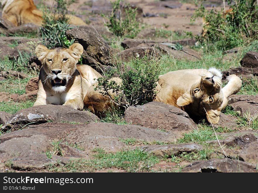 Lioness resting a playing upsidedown