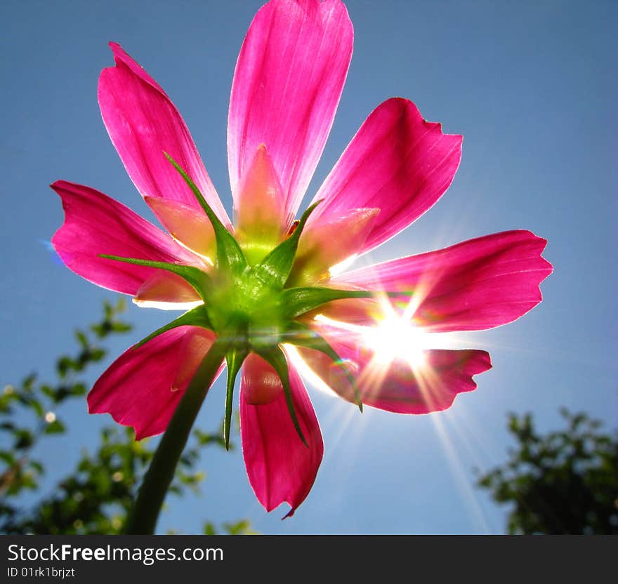 Bright beautiful garden flower and solar beams on  background of  sky