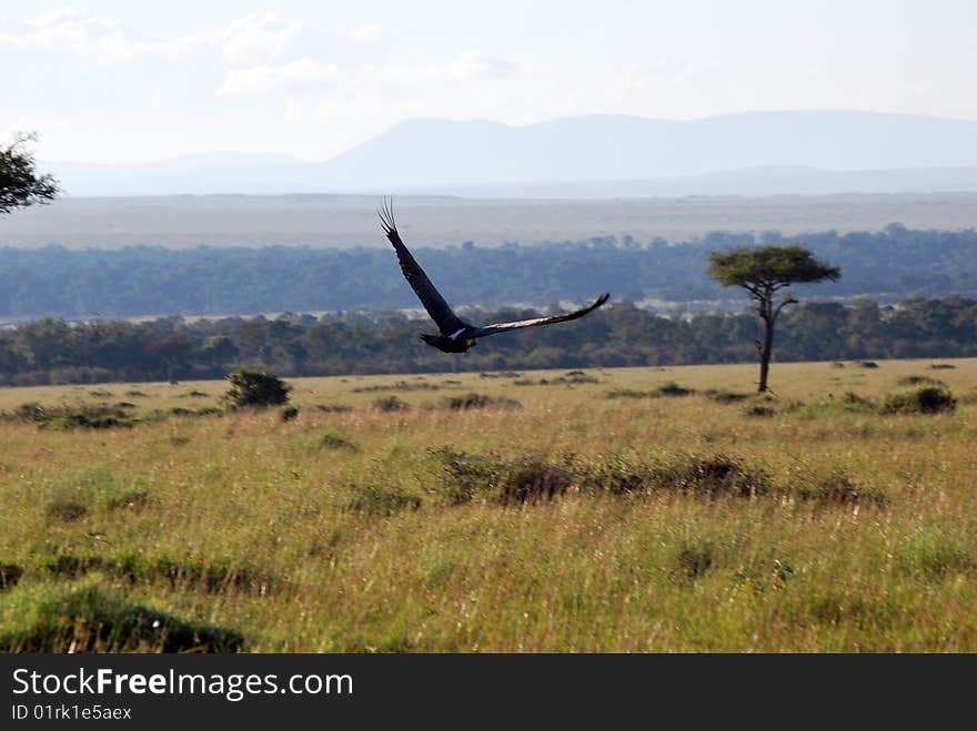 Vulture in flight