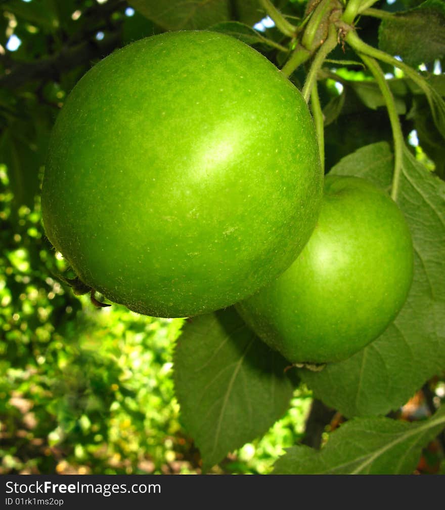 Beautiful green apples on background of foliage