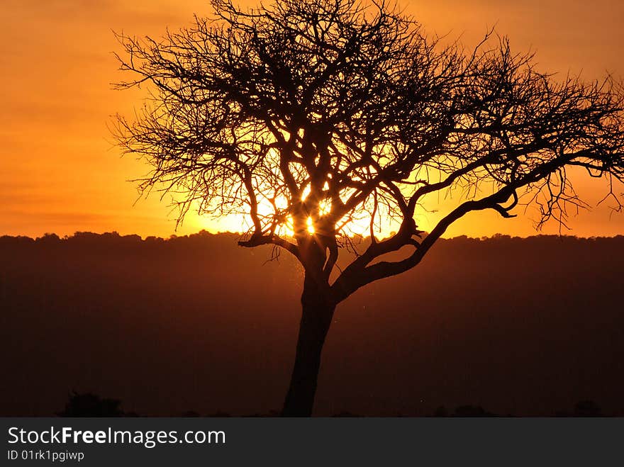 Sun setting behind an acacia tree in the Maasai Mara. Sun setting behind an acacia tree in the Maasai Mara