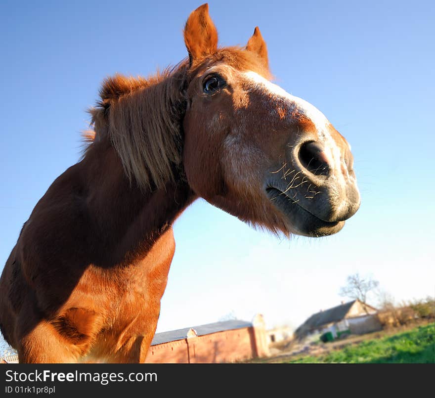 Portrait of  red horse on background of  evening sky