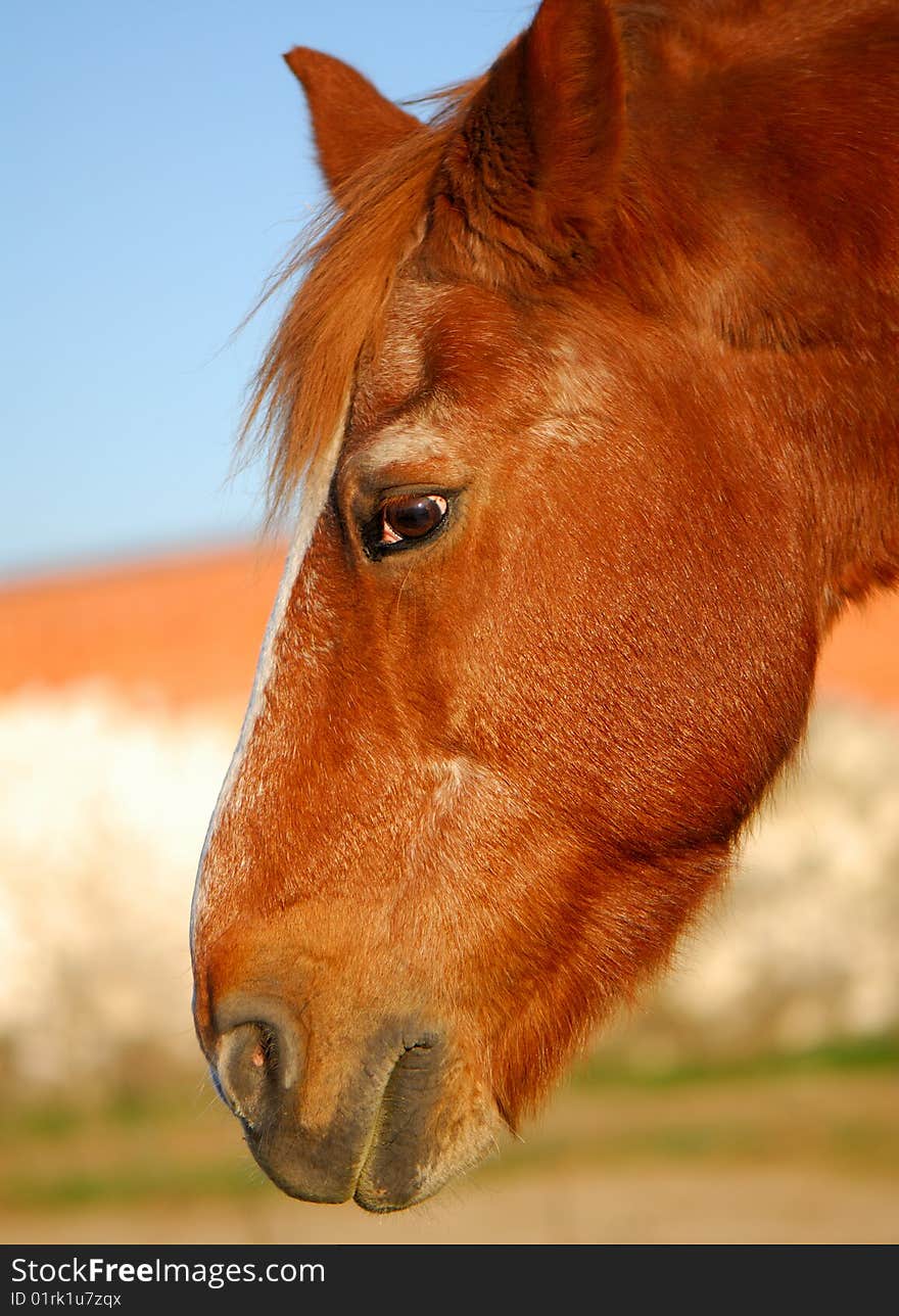 Portrait of  red horse on background of  evening sky