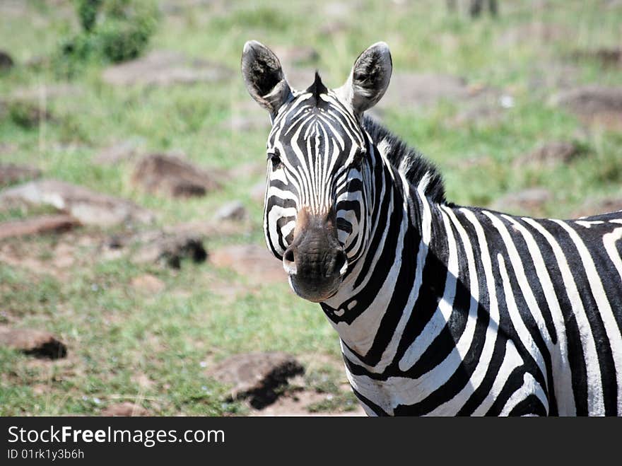 Zebra looking at the camera inquisitively