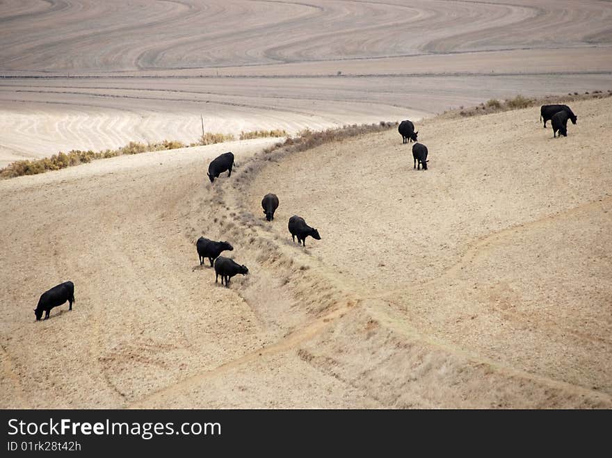 Cows browsing in a wheat field