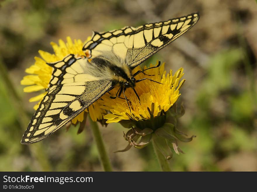 Butterfly swallowtail (Papilio machaon)