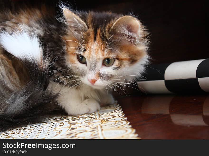 Three-coloured beautiful small cat at home. Three-coloured beautiful small cat at home