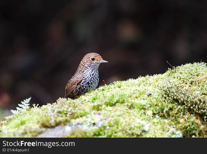 Formosan Pygmy Wren Babbler