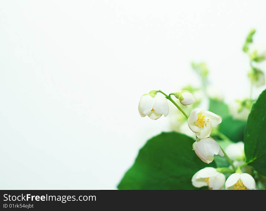 Beautiful white flowers with leaves on white background. Beautiful white flowers with leaves on white background