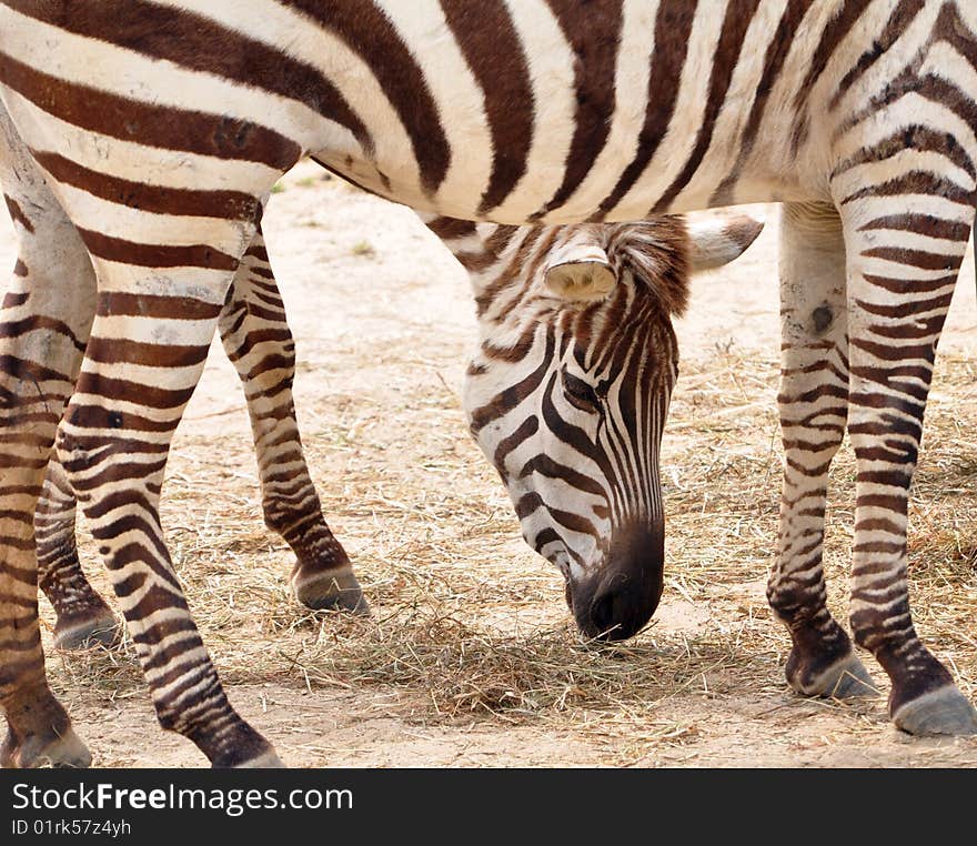 Zebra with his head framed by the legs of another. Zebra with his head framed by the legs of another