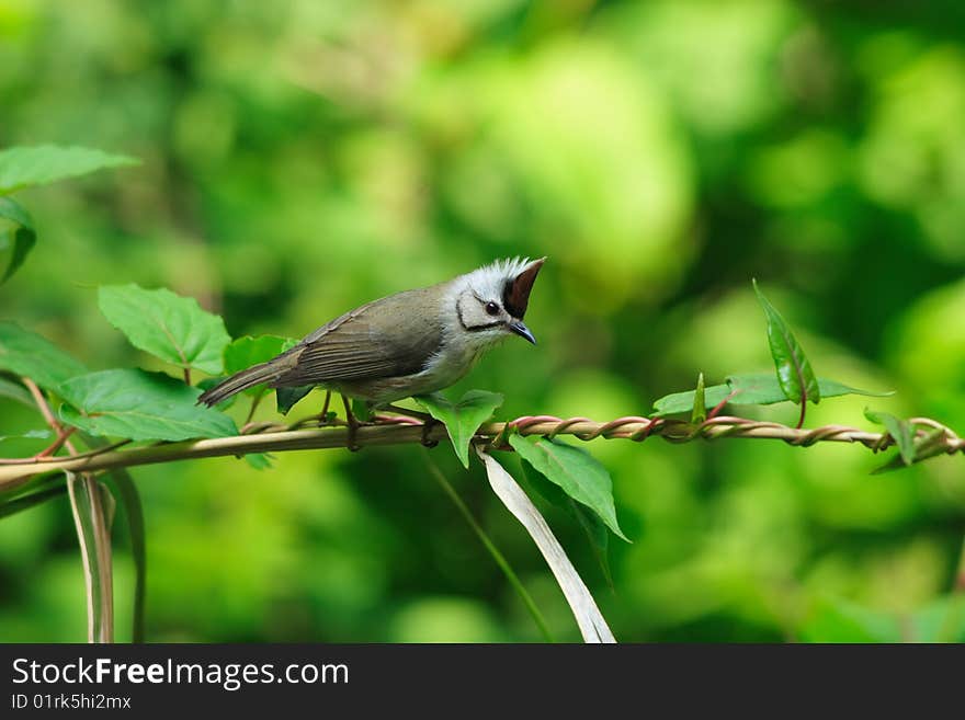 Formosan Yuhina