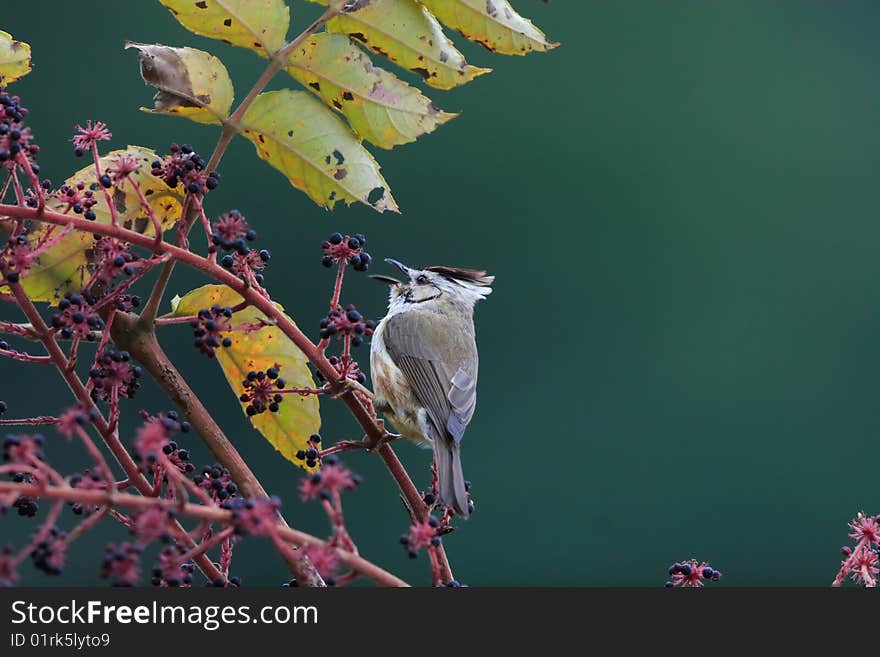 Formosan Yuhina (Yuhina brunneiceps) (Taiwan Yuhina) on Aralia bipinnata Blanco