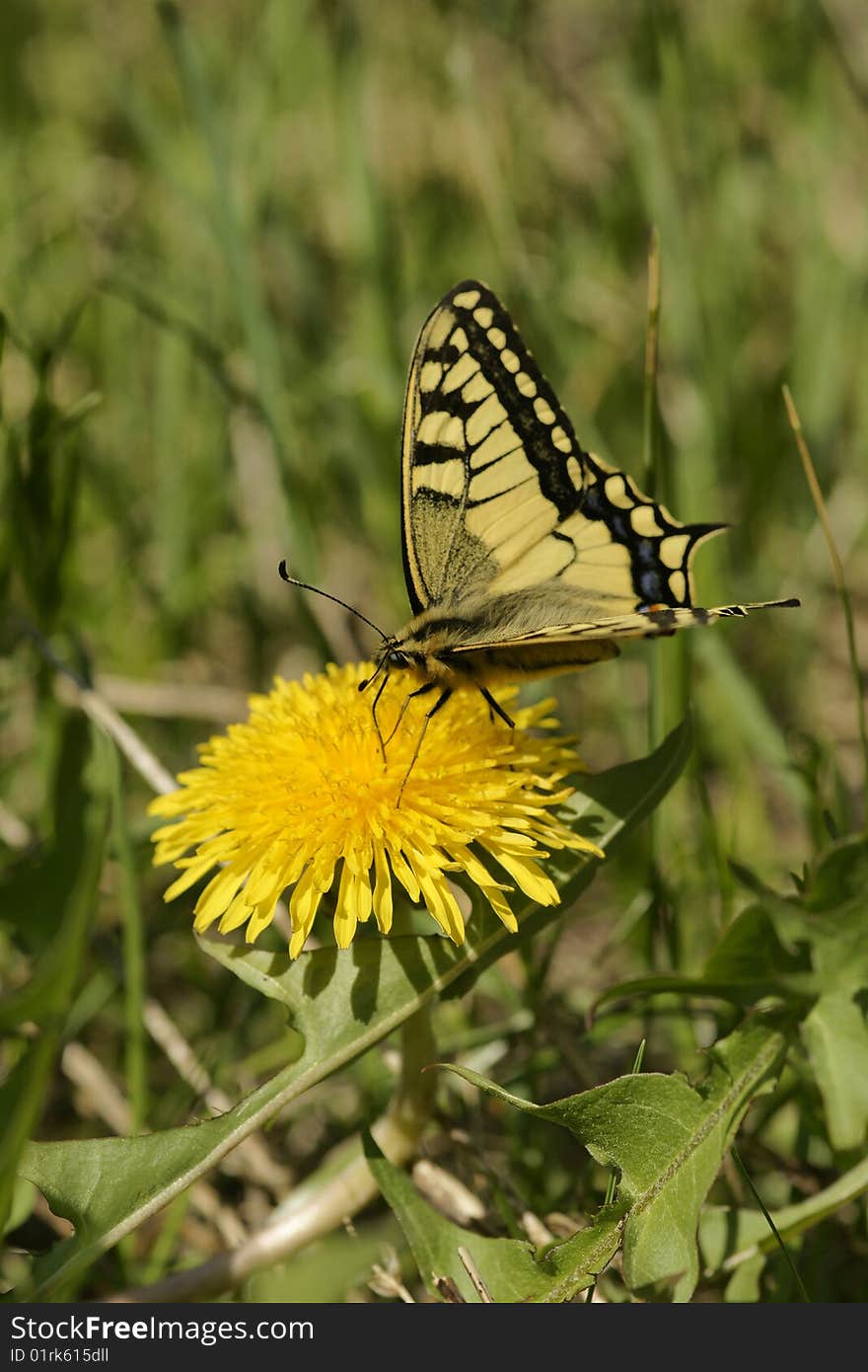 Butterfly swallowtail (Papilio machaon)