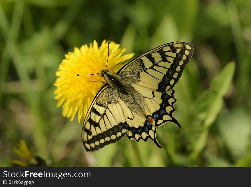 Butterfly Swallowtail (Papilio Machaon)