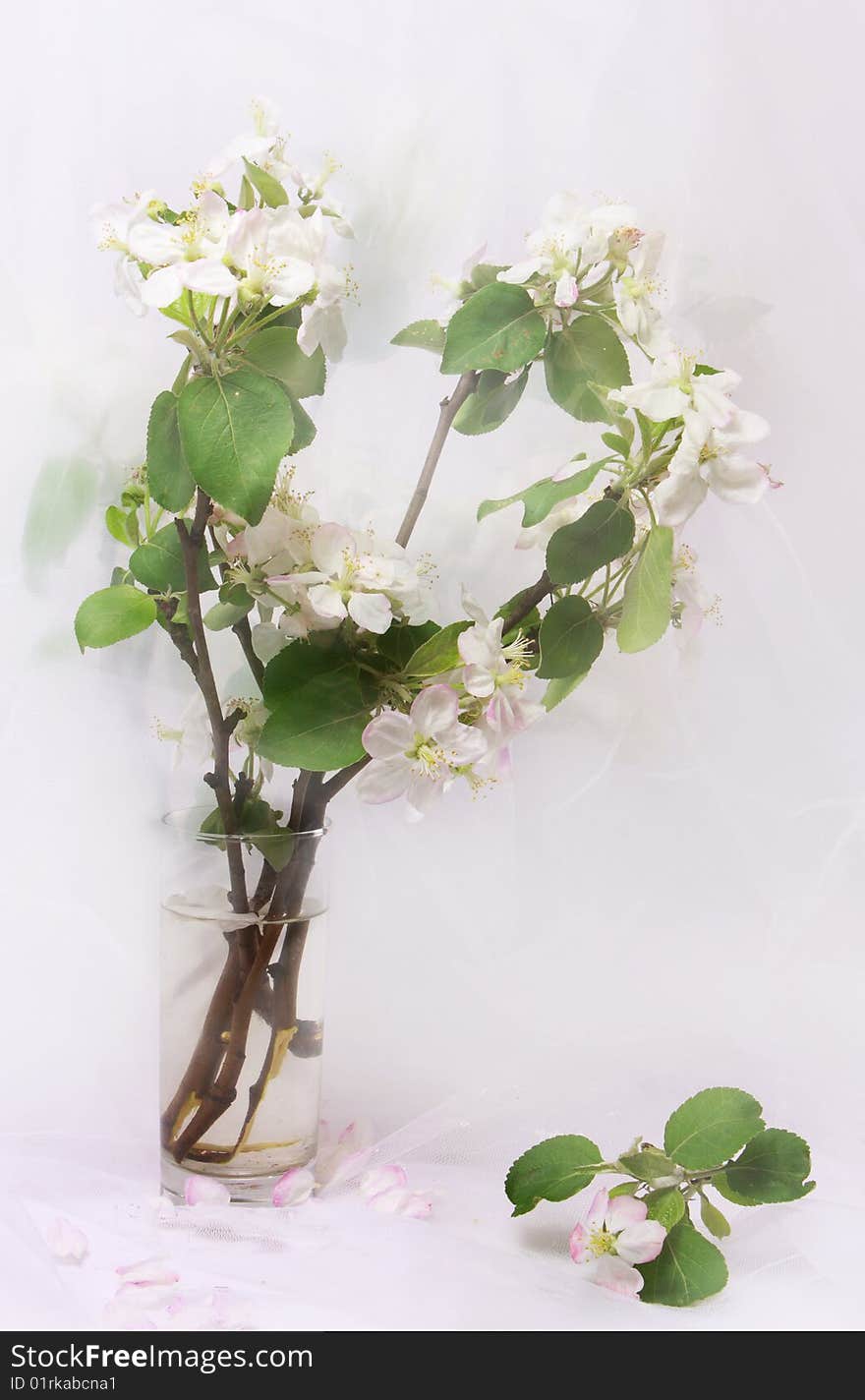 Beautiful apple tree flowers isolated on white