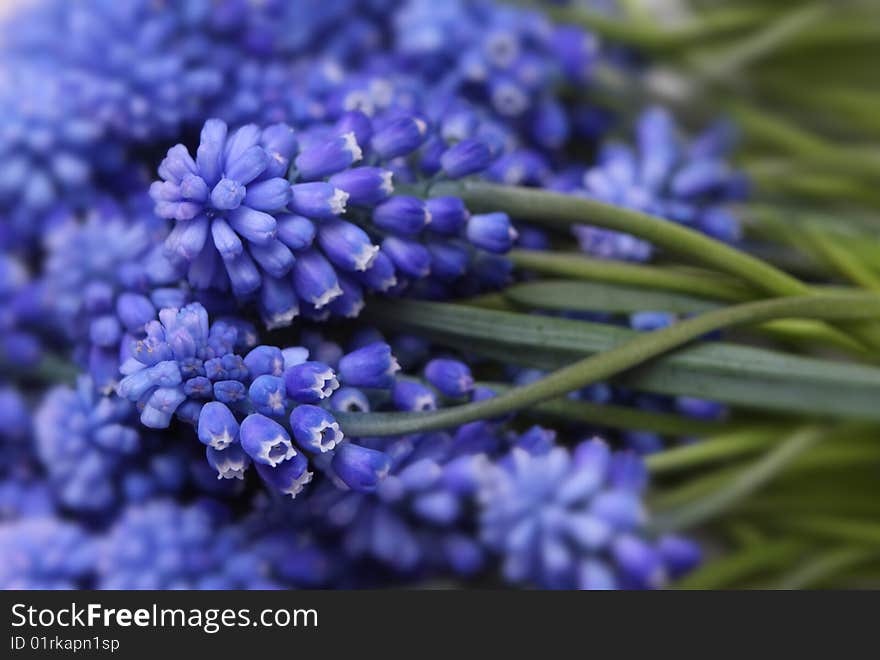 Unusual blue flowers close up