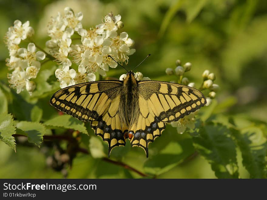 Butterfly swallowtail (Papilio machaon)