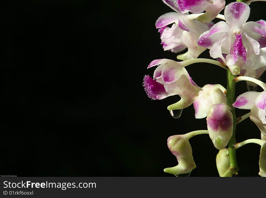 Close up purple orchid with droplet on black background. Close up purple orchid with droplet on black background.