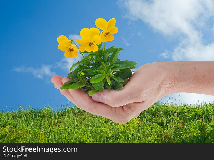 Female hand holding a clump of pansies with blue sky and clouds behind. Female hand holding a clump of pansies with blue sky and clouds behind