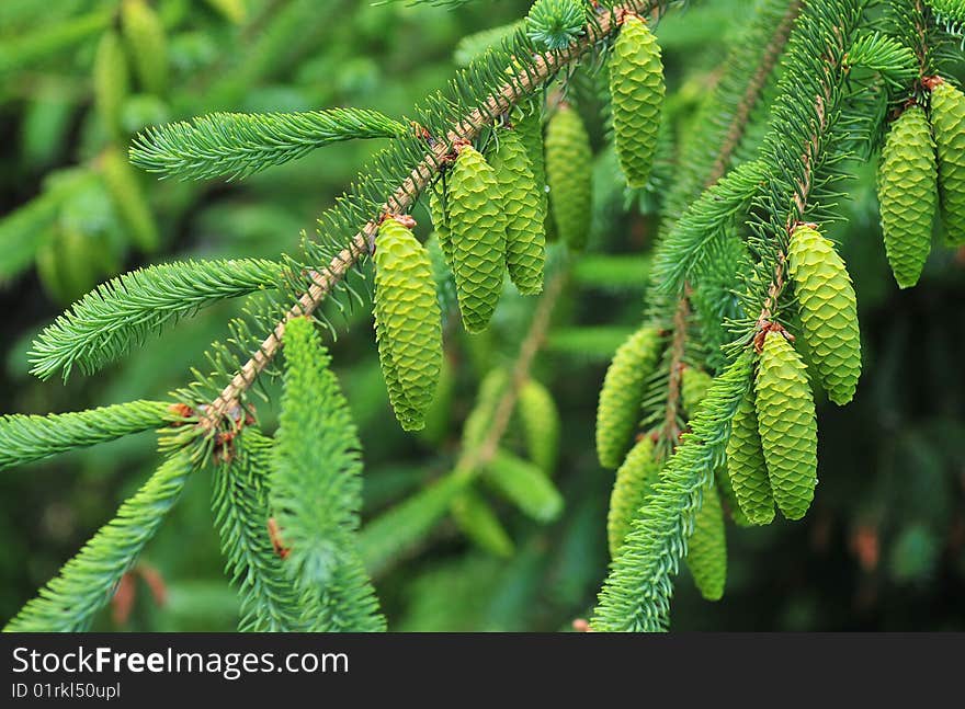 Green cones