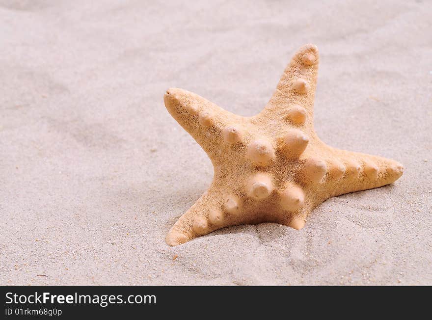 Beautiful starfish on bright white sand.