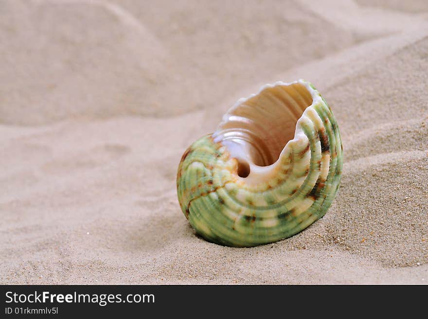 Sea shell on bright white sand.