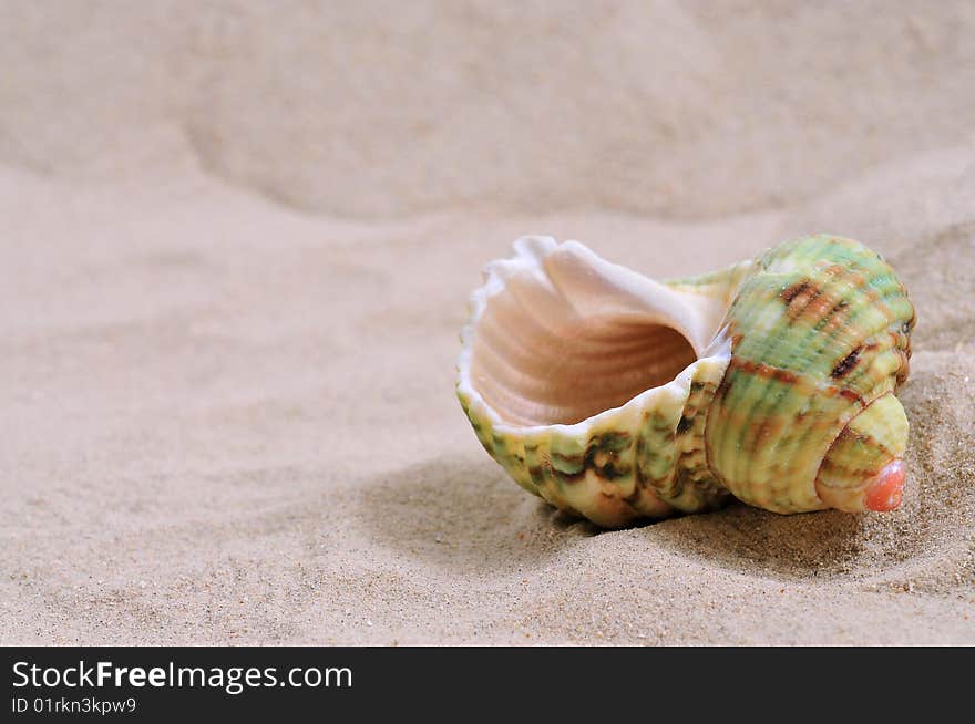 Sea shell