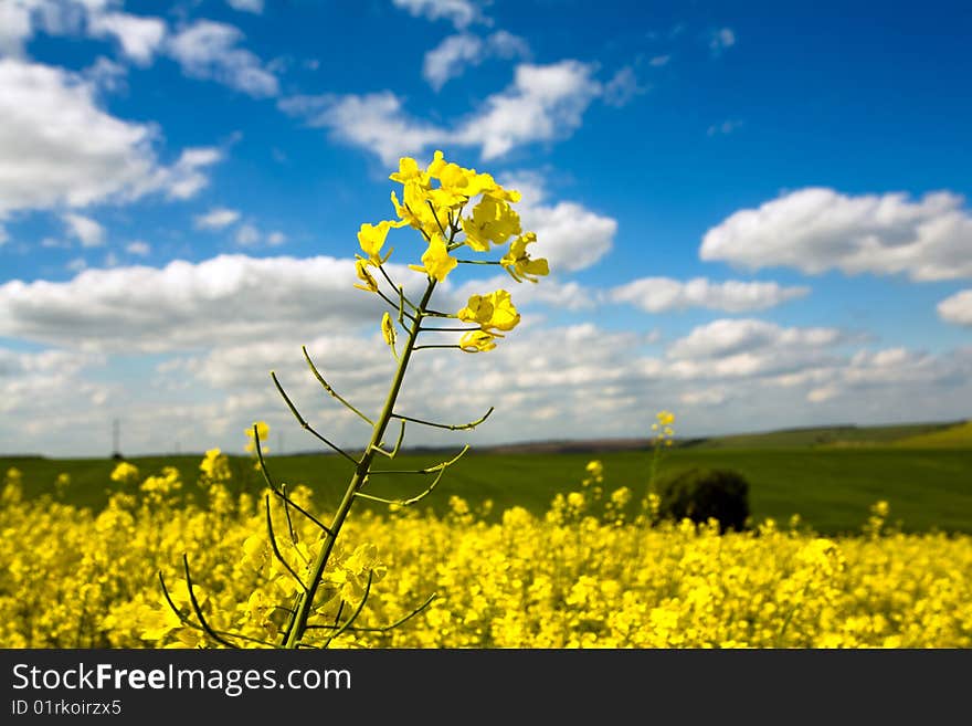 An image of yellow flower in the field and blue sky